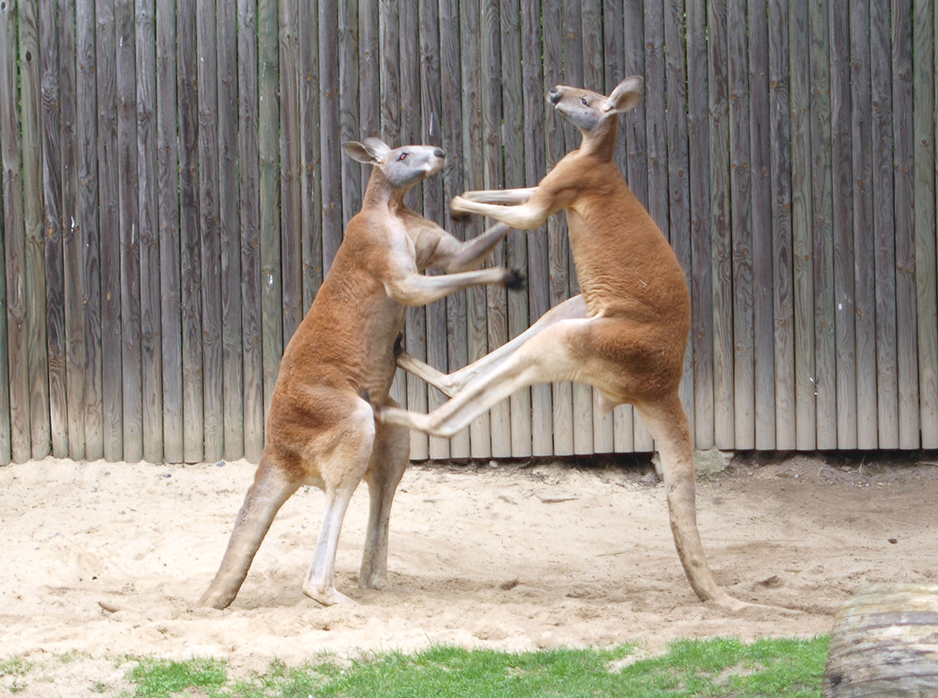 _fighting_red_kangaroos_1